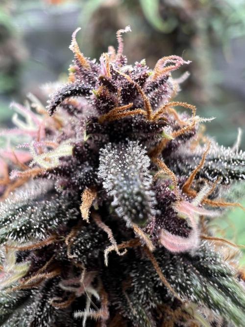 Die rote Pille (by V-Buds). Week 9