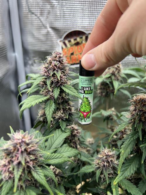 Die rote Pille (by V-Buds). Week 9