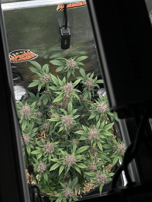 Die rote Pille (by V-Buds). Week 9