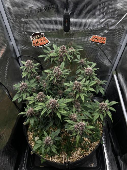Die rote Pille (by V-Buds). Week 9