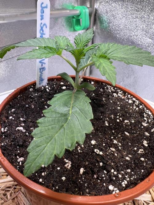 Jon Schnee - Die weisse Legende. Week 2