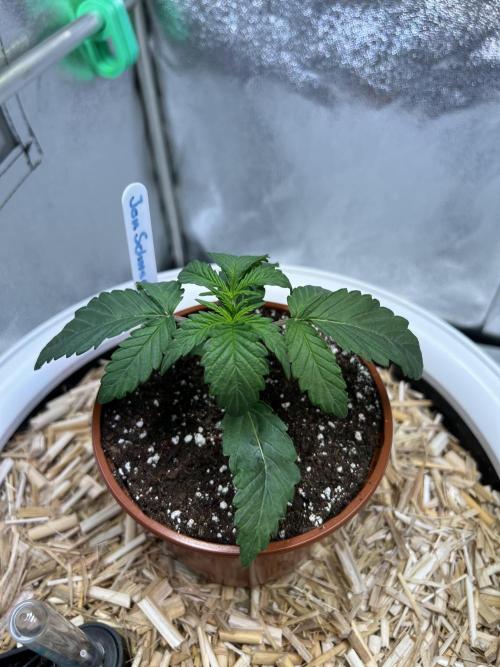 Jon Schnee - Die weisse Legende. Week 2