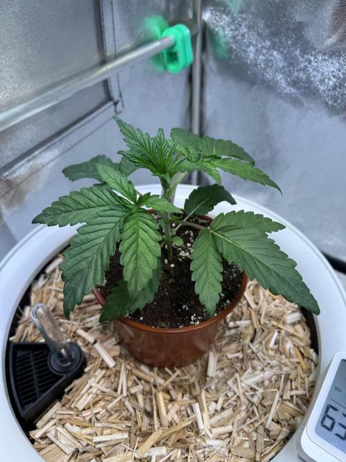 Jon Schnee - Die weisse Legende. Week 2