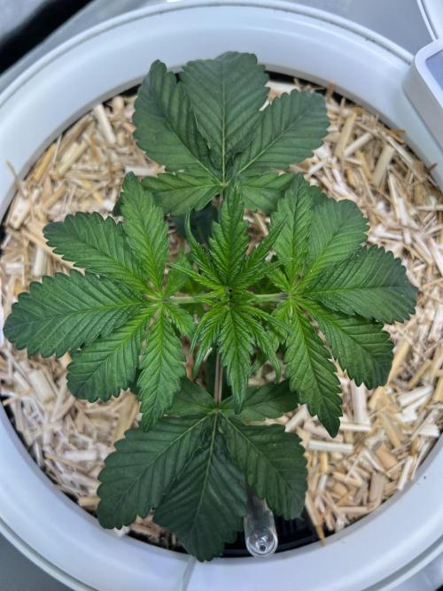 Jon Schnee - Die weisse Legende. Week 2