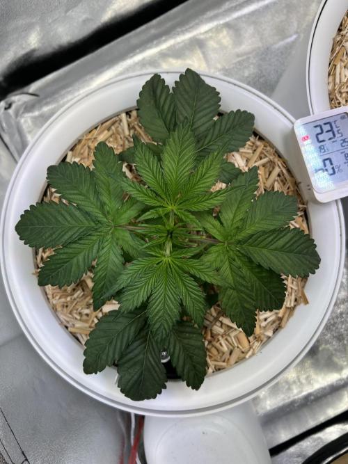 Jon Schnee - Die weisse Legende. Week 2