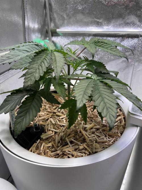 Jon Schnee - Die weisse Legende. Week 2