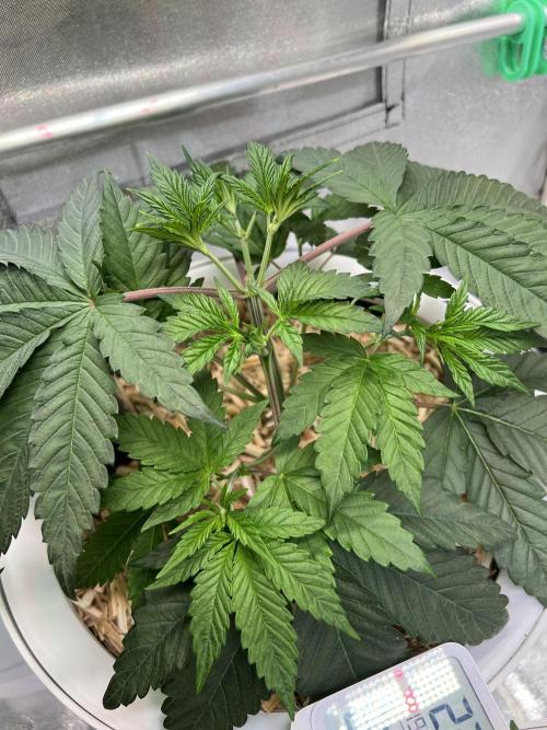 Jon Schnee - Die weisse Legende. Week 2