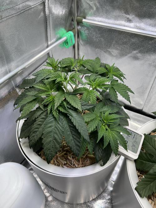 Jon Schnee - Die weisse Legende. Week 2