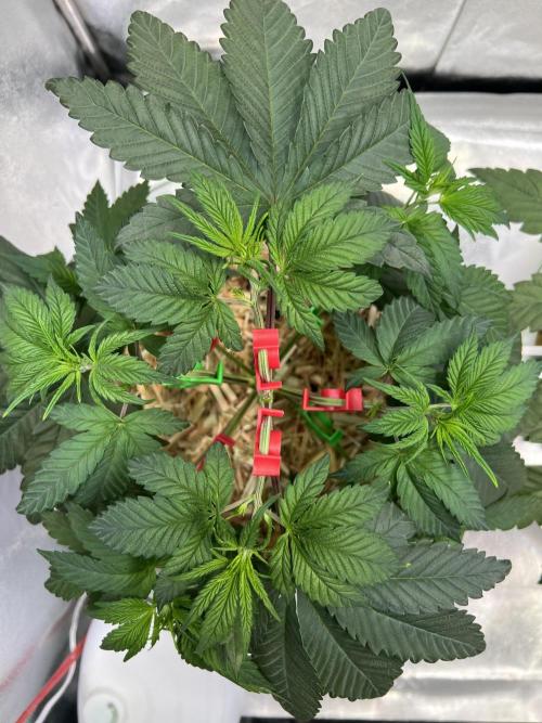 Jon Schnee - Die weisse Legende. Week 2