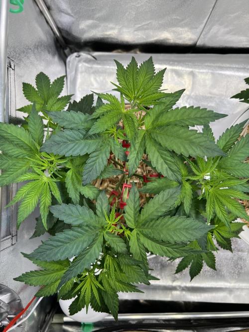 Jon Schnee - Die weisse Legende. Week 2