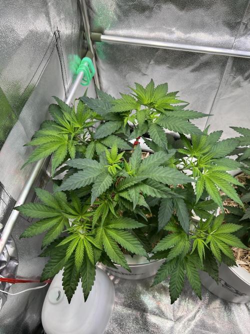 Jon Schnee - Die weisse Legende. Week 2