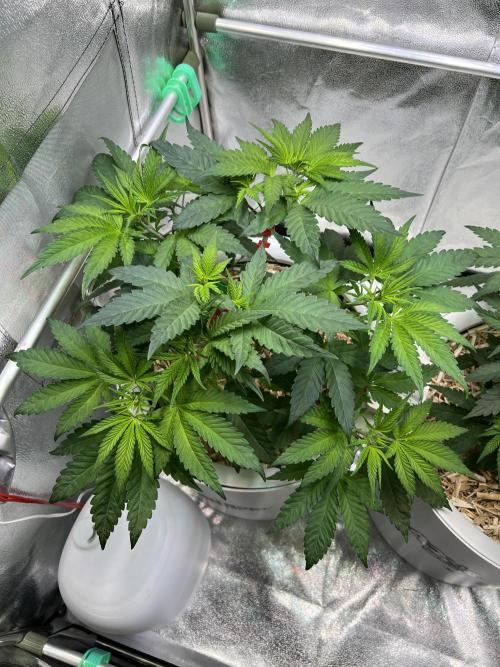 Jon Schnee - Die weisse Legende. Week 2