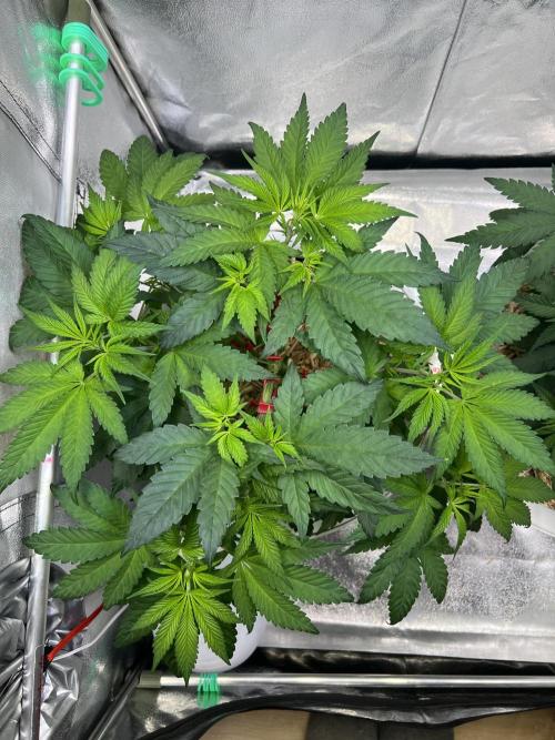 Jon Schnee - Die weisse Legende. Week 2