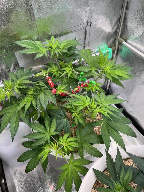 Jon Schnee - Die weisse Legende. Week 3