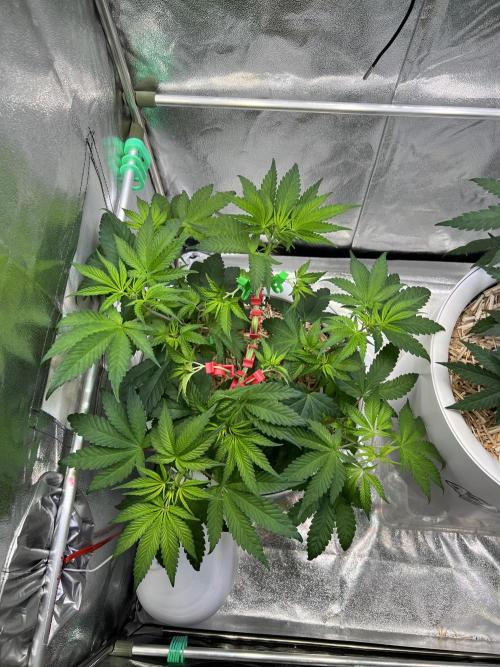 Jon Schnee - Die weisse Legende. Week 3