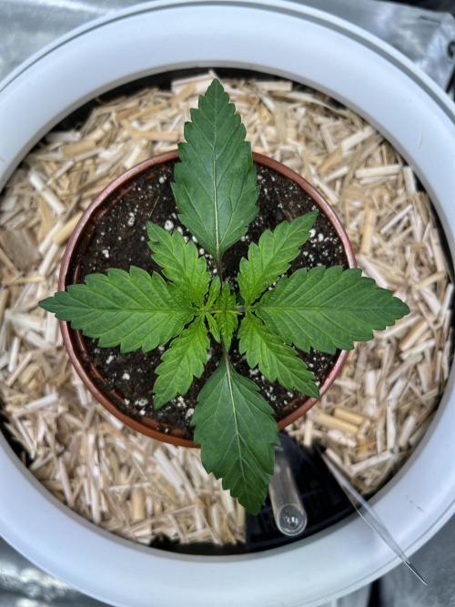 Purple Lemonade FF – Purple Drip. Week 2