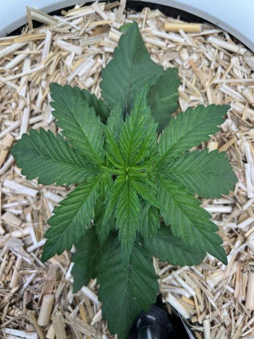 Purple Lemonade FF – Purple Drip. Week 2