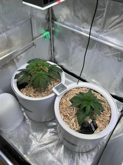 Purple Lemonade FF – Purple Drip. Week 3