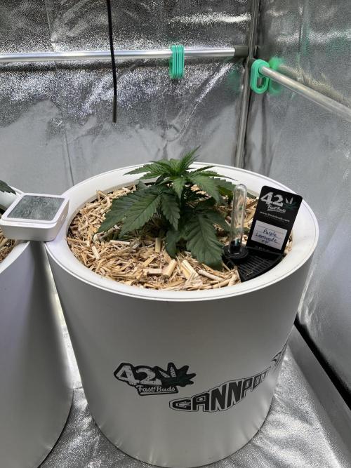 Purple Lemonade FF – Purple Drip. Week 3