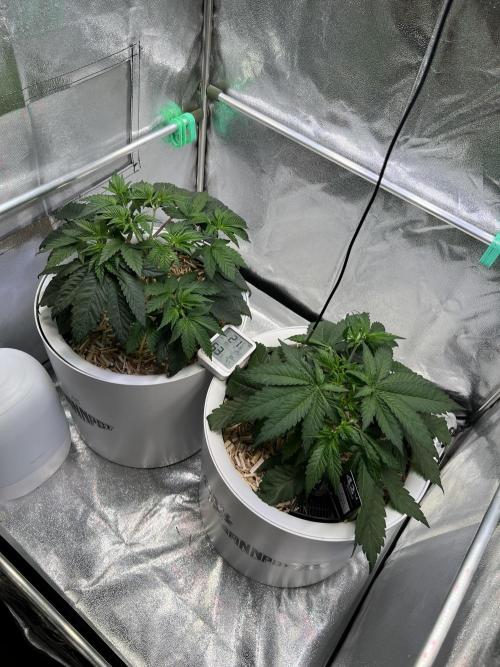 Purple Lemonade FF – Purple Drip. Week 4