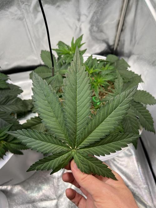 Purple Lemonade FF – Purple Drip. Week 4