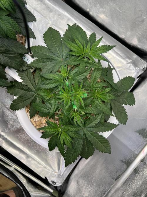 Purple Lemonade FF – Purple Drip. Week 4