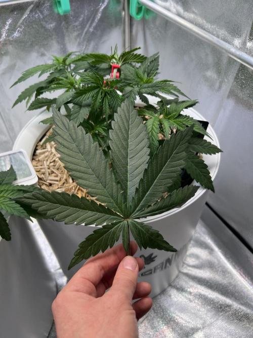 Purple Lemonade FF – Purple Drip. Week 4