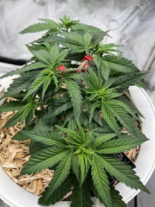 Purple Lemonade FF – Purple Drip. Week 4