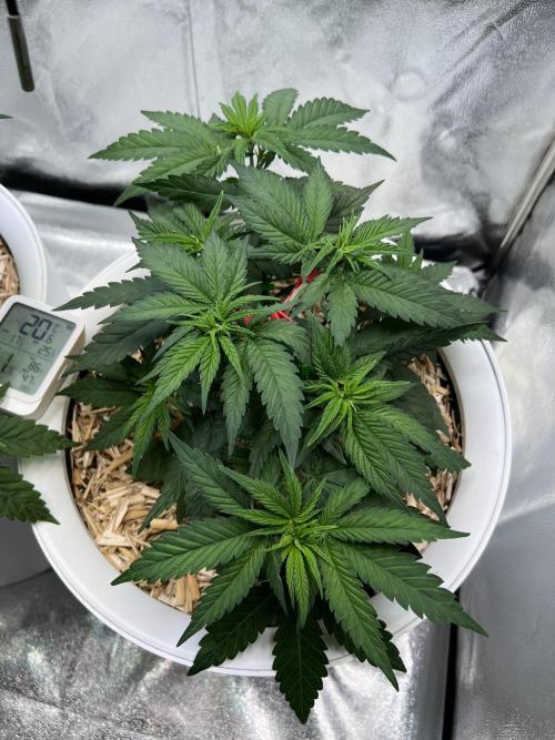 Purple Lemonade FF – Purple Drip. Week 4