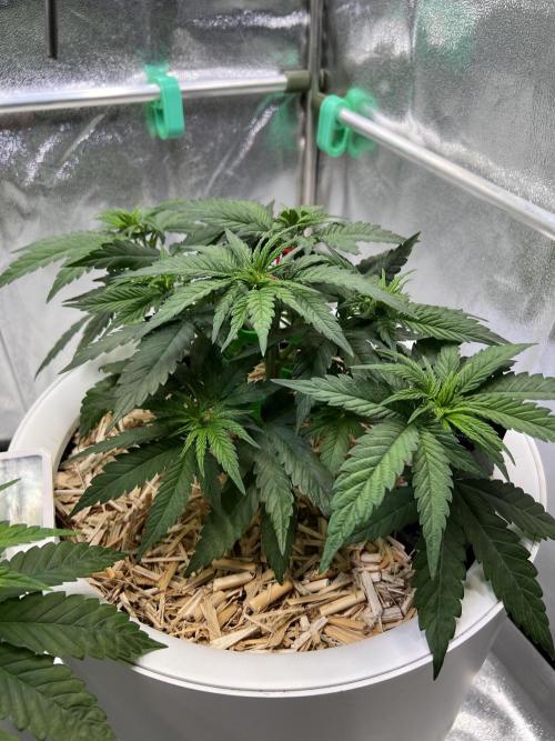 Purple Lemonade FF – Purple Drip. Week 4