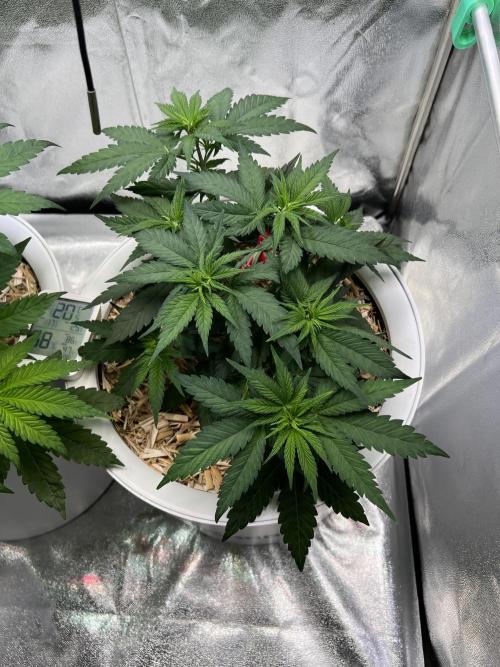 Purple Lemonade FF – Purple Drip. Week 5