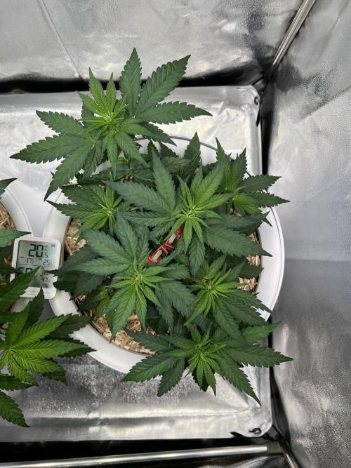 Purple Lemonade FF – Purple Drip. Week 5