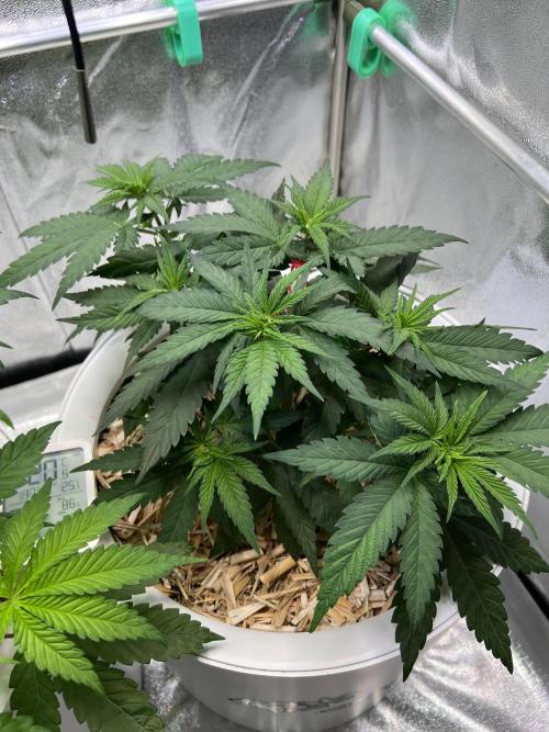 Purple Lemonade FF – Purple Drip. Week 5