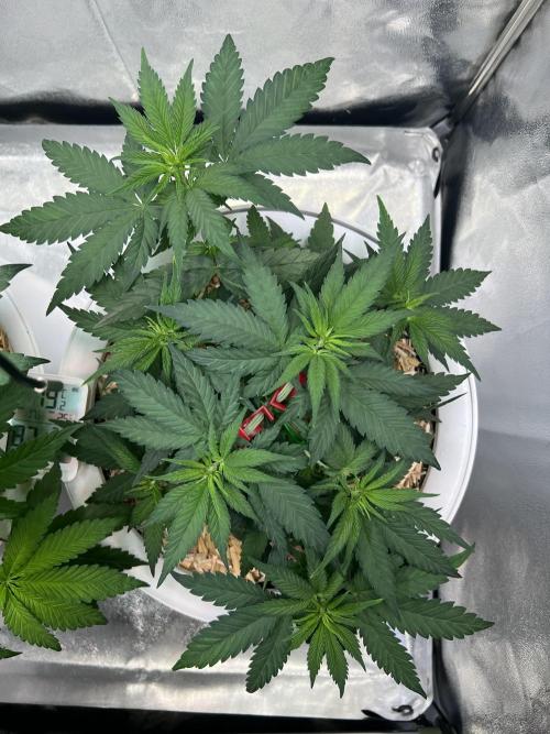 Purple Lemonade FF – Purple Drip. Week 5