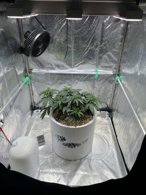 Purple Lemonade FF – Purple Drip. Week 5