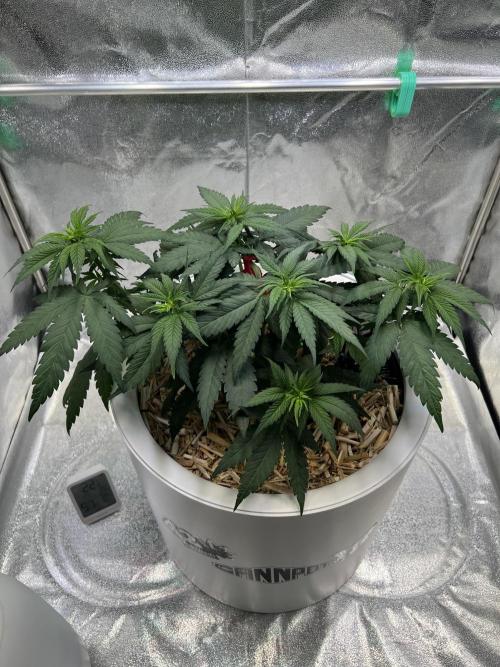 Purple Lemonade FF – Purple Drip. Week 5