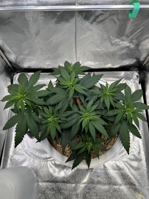 Purple Lemonade FF – Purple Drip. Week 5