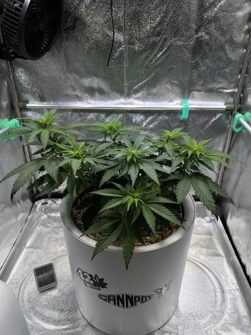 Purple Lemonade FF – Purple Drip. Week 6