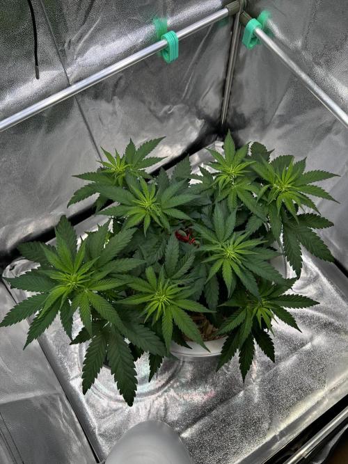 Purple Lemonade FF – Purple Drip. Week 6
