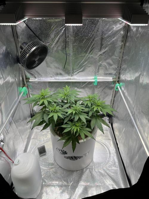 Purple Lemonade FF – Purple Drip. Week 6