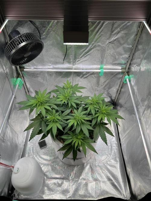 Purple Lemonade FF – Purple Drip. Week 6