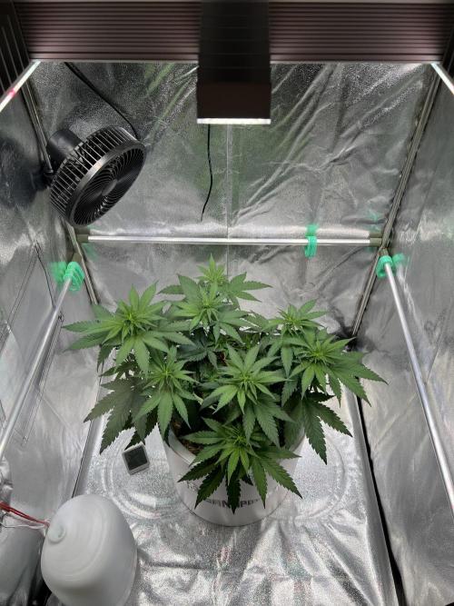Purple Lemonade FF – Purple Drip. Week 6