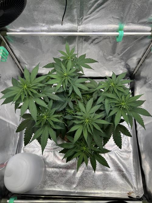 Purple Lemonade FF – Purple Drip. Week 6