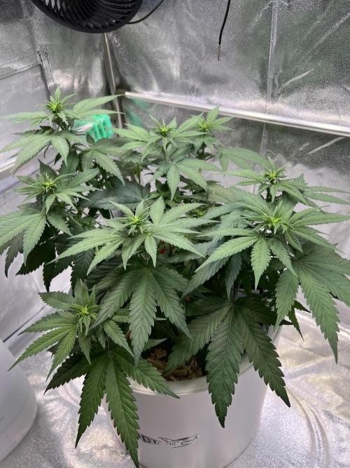 Purple Lemonade FF – Purple Drip. Week 6