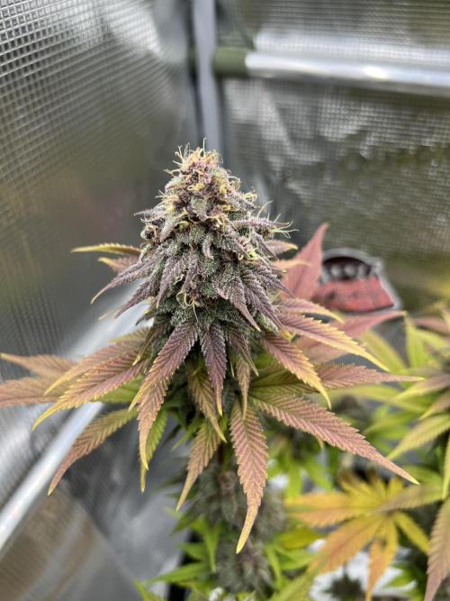 Purple Lemonade FF – Purple Drip. Week 11