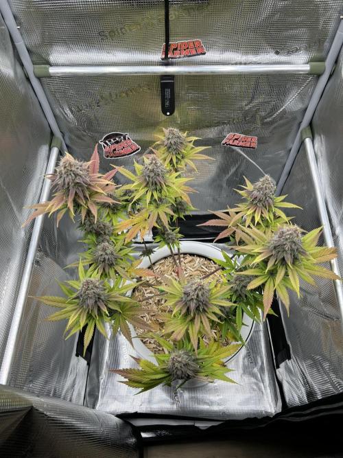 Purple Lemonade FF – Purple Drip. Week 11