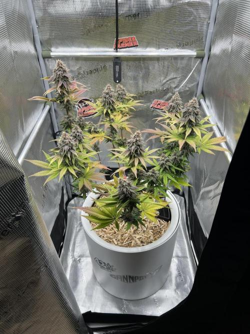 Purple Lemonade FF – Purple Drip. Week 11