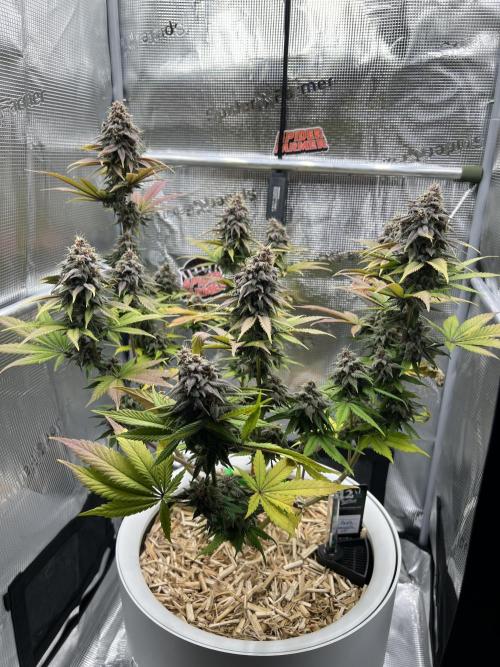 Purple Lemonade FF – Purple Drip. Week 11