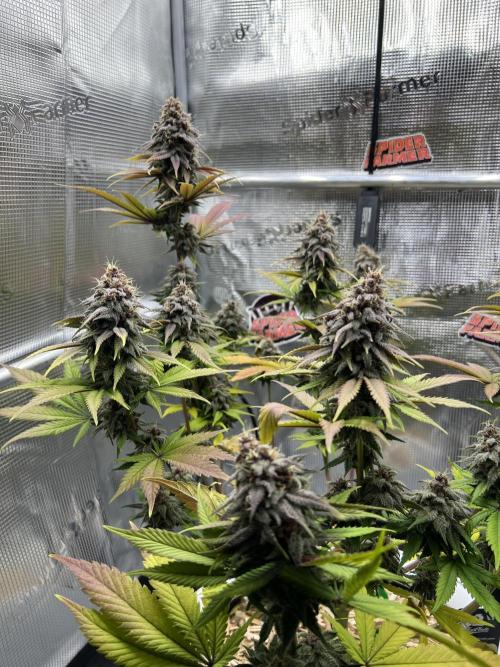Purple Lemonade FF – Purple Drip. Week 11