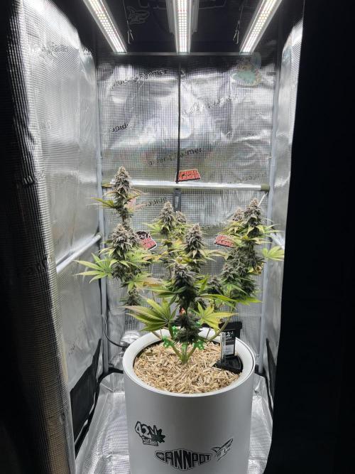 Purple Lemonade FF – Purple Drip. Week 11